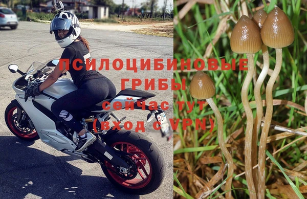 PSILOCYBIN Балабаново